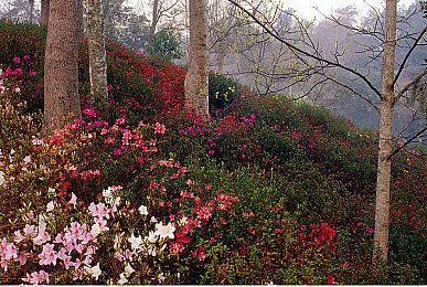 《DOTA2》新DPC计划 TI12前共有3个Major